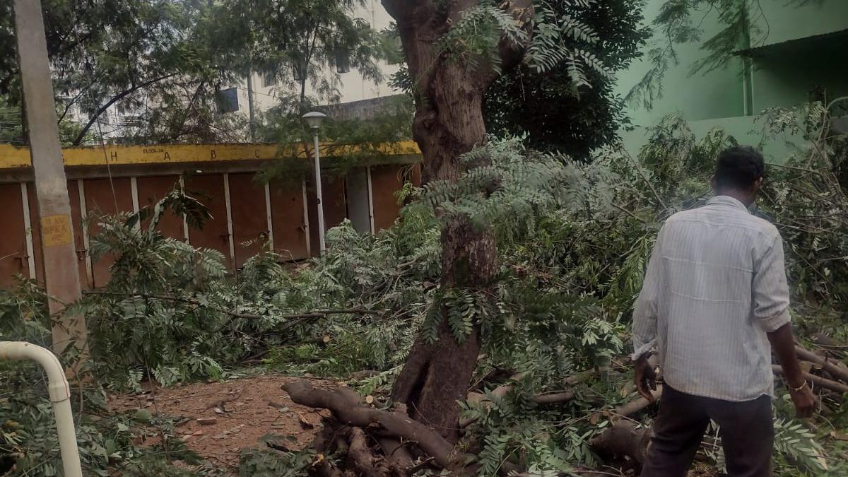 Trees axed under the guise of pruning