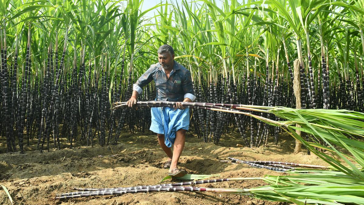 Sugarcane procurement by T.N. Government fuels prosperity for Salem farmers