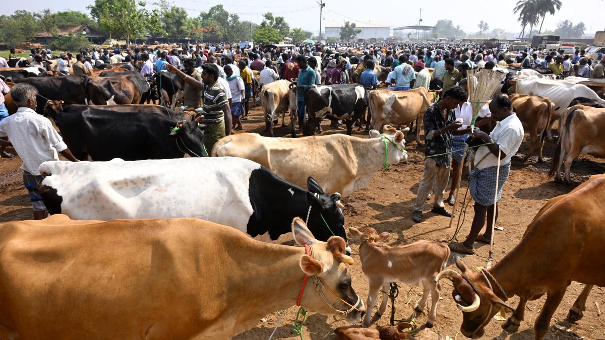 Impending voting in Kerala, Karnataka impacts business at cattle shandy in Erode