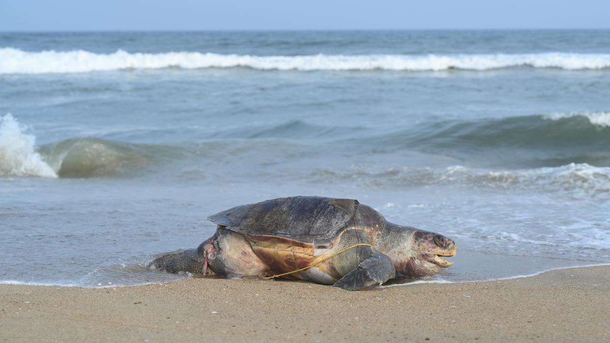 NGT issues notice to Andhra govt. on Olive Ridley turtle deaths, orders T.N. to submit trawler information