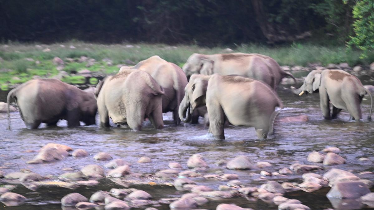 11-member committee to investigate elephant deaths