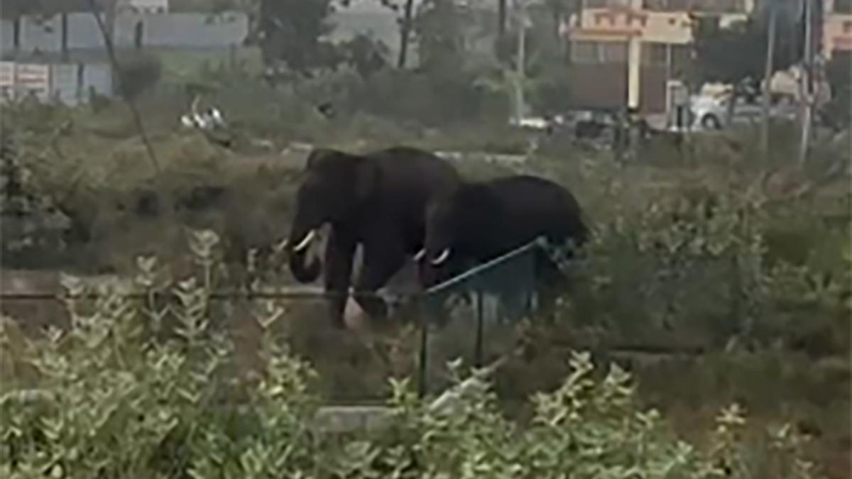 Two wild elephants seen wandering in Ramanagara