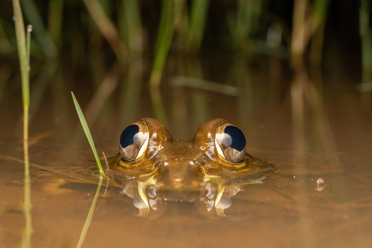 Indian Bullfrog