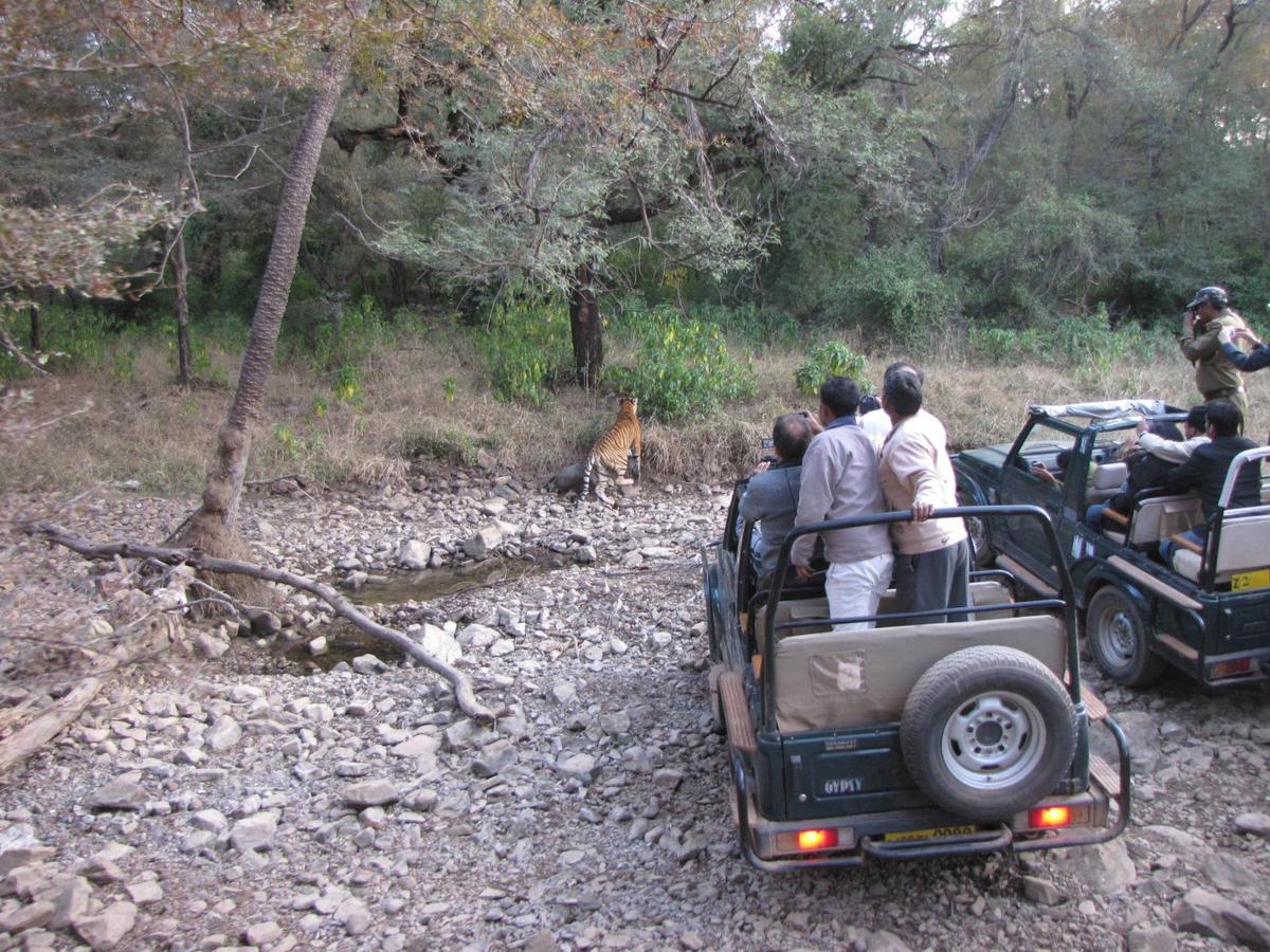 Cientistas do CSIR-CCMB perseguem tigres para verificar os seus níveis de stress numa reserva de tigres.