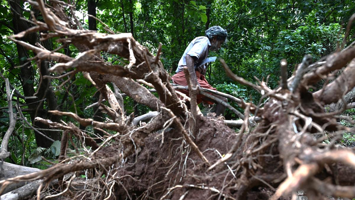 Build consensus on ‘sunset clause’ for forest rights titles: UNDP report