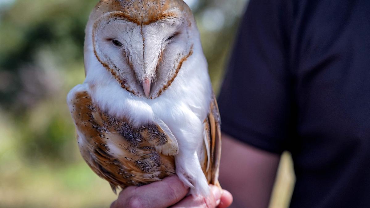 In Cyprus no-man's land, owls come to the rescue of farmers