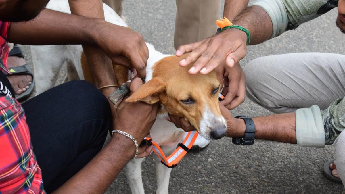 Anti-rabies vaccination drive held at Ettimadai - The Hindu