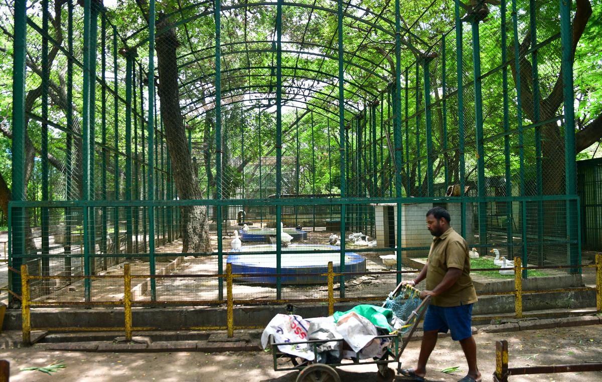 The zoo had lions and tigers till 2001, which were shifted to the Arignar Anna Zoological Park at Vandalur