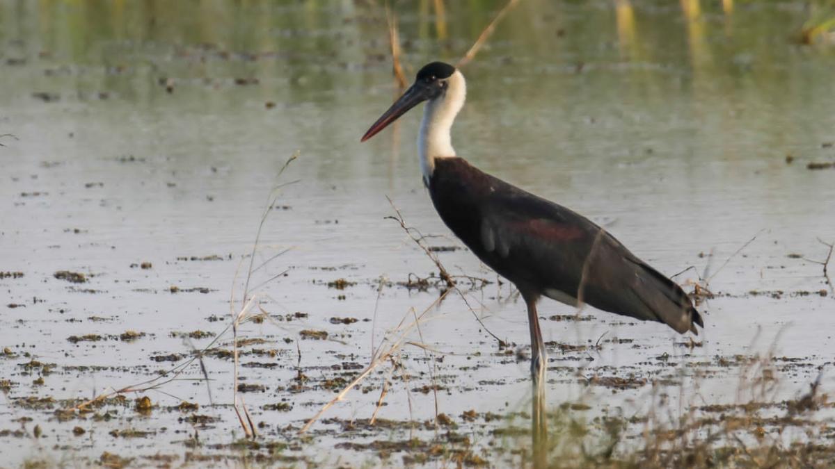 Six woolly necked storks put in an appearance at Nemmeli