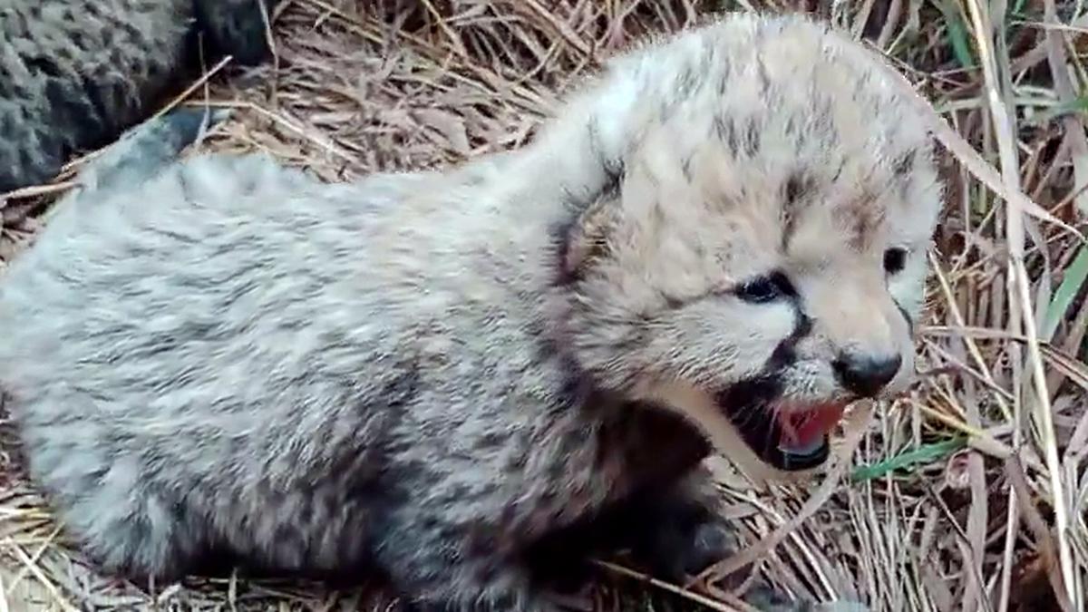 Three cubs born to Namibian cheetah at Kuno National Park