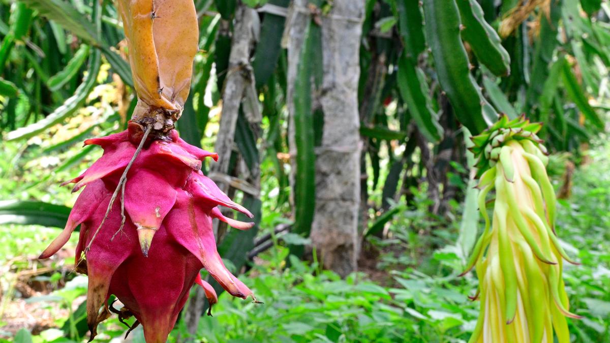 The exotic dragon fruit now grows in Dindigul