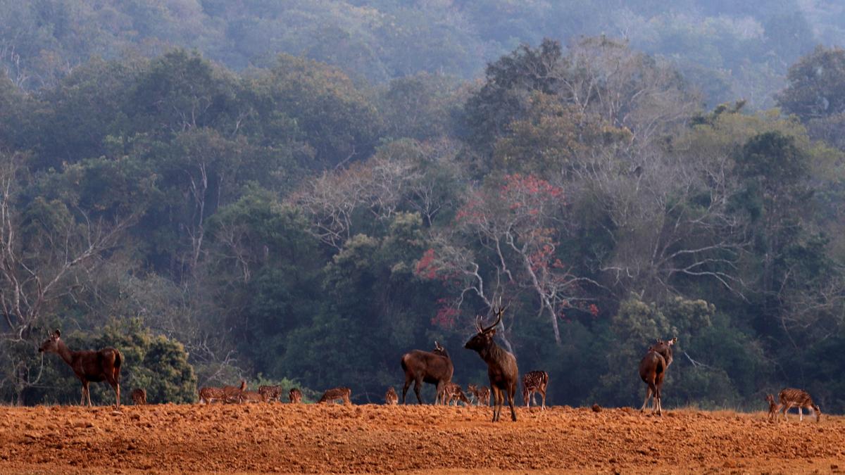 Move to allot 100 acres for private hotel project near Similipal Tiger Reserve opposed