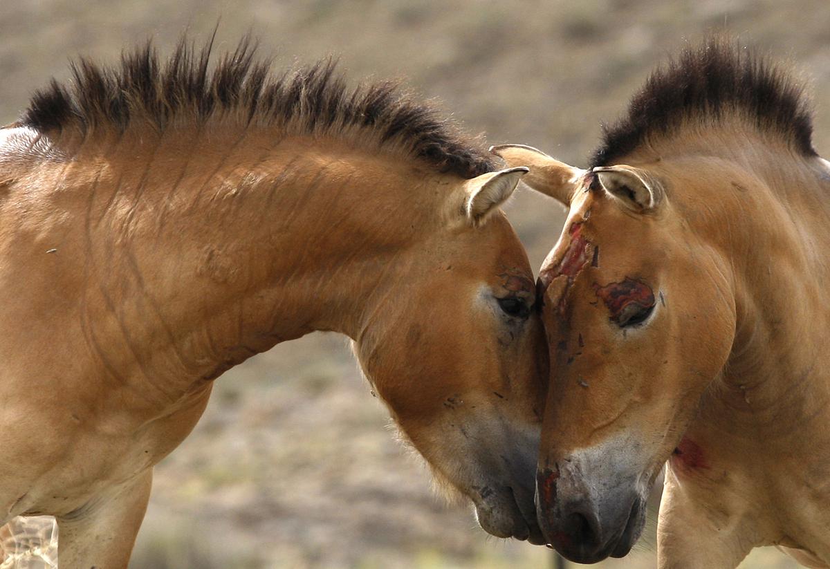 In this photo taken on Thursday, June 16, 2011, Przewalski’s Horse mare “Kordula,” right, and stallion “Matyas” nuzzle after being released at the Khomiin Tal reservation in Western Mongolia. Archaeologists have identified the earliest direct evidence for horseback riding – an innovation that would transform human history – in 5,000 year old skeletons in central Europe. In this photo taken on Thursday, June 16, 2011, Przewalski’s Horse mare “Kordula,” right, and stallion “Matyas” nuzzle after being released at the Khomiin Tal reservation in Western Mongolia. Archaeologists have identified the earliest direct evidence for horseback riding – an innovation that would transform human history – in 5,000 year old skeletons in central Europe.