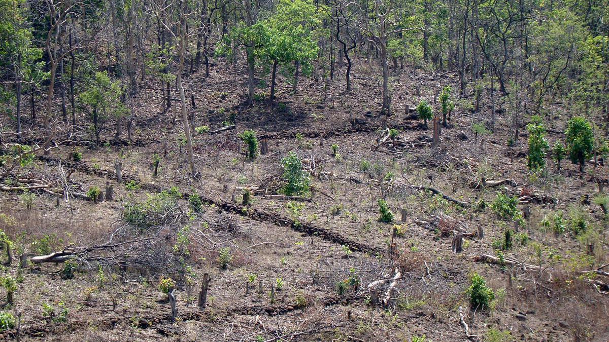 States offer up thousands of hectares of ‘degraded’ forest land for green credits