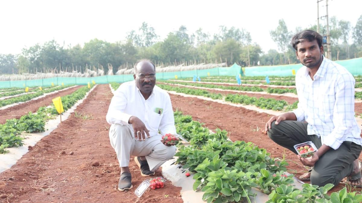 Farmer reaps good returns in strawberry cultivation in semi-arid Bidar district