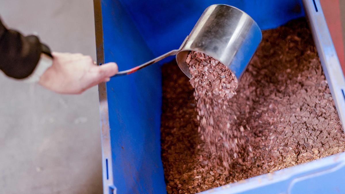 How chocolate could counter climate change