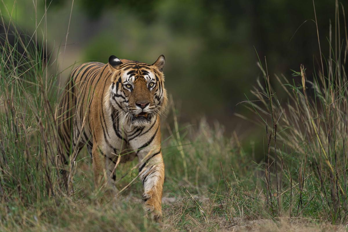 Tiger photos inside Tiger Reserves taken by Aarzoo Khanna. Tiger photos inside Tiger Reserves taken by Aarzoo Khanna.