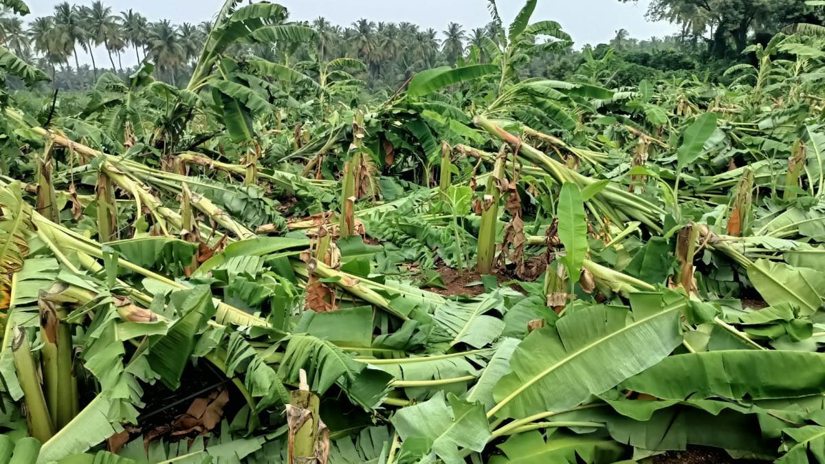 Miscreants cut down banana trees at Jedarpalayam in Namakkal again; police warn of stern action