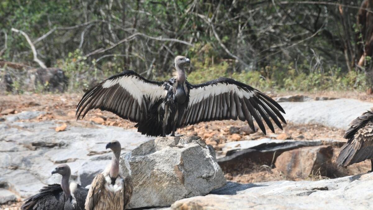 Conservationists call for joint action plan to protect vultures in South India, propose GPS-tagging study in Tamil Nadu