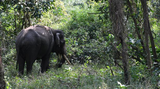 Calls grow to bring municipal forests bordering Ooty under control of forest department