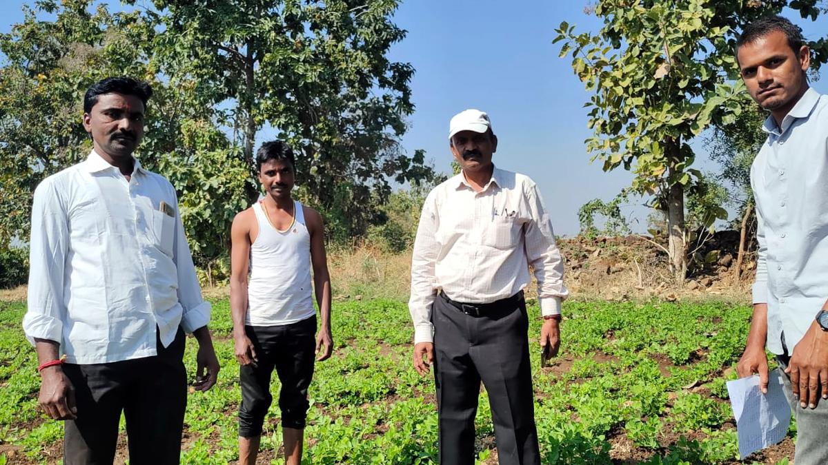 Use of gypsum increases yield in groundnut crop
