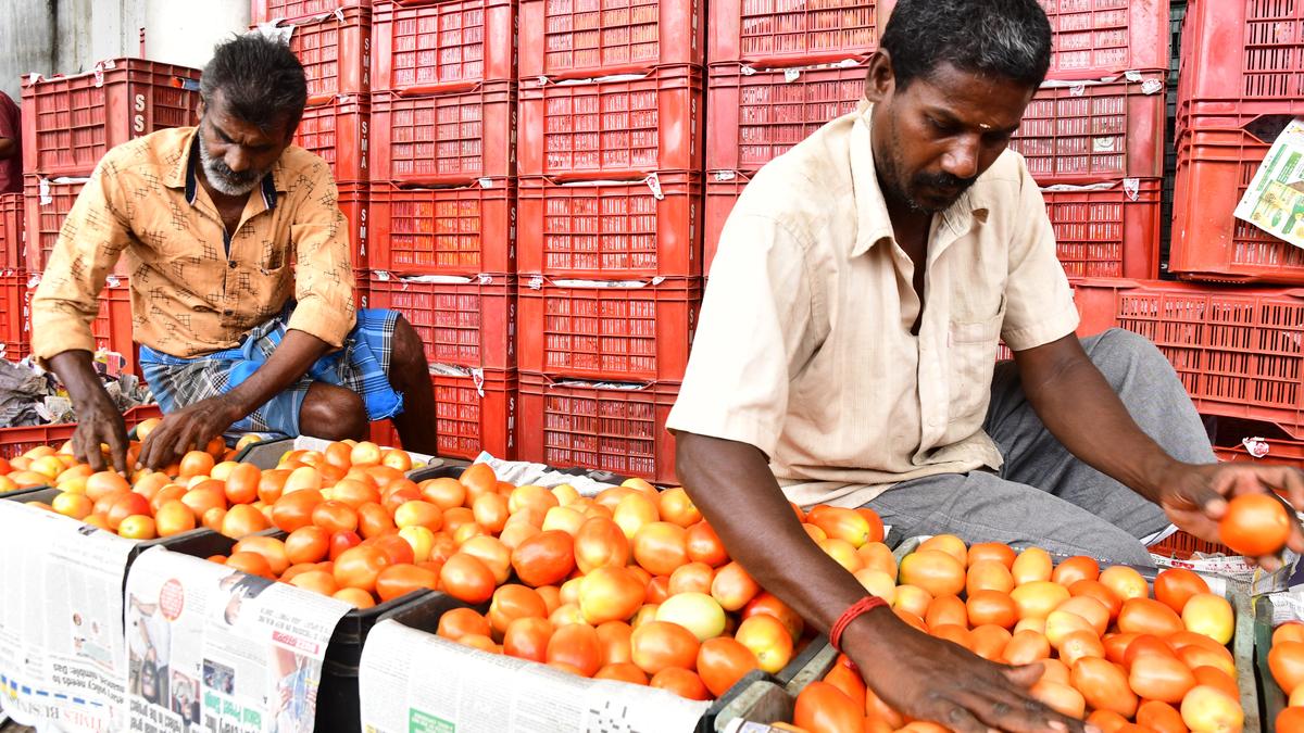 Wholesale tomato price softens in Coimbatore markets The Hindu