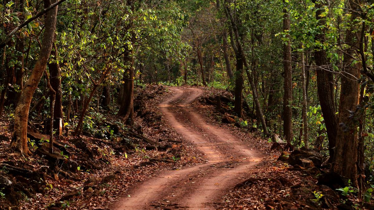 Tribals in Odisha tiger reserve allege they are being ‘fraudulently’ relocated