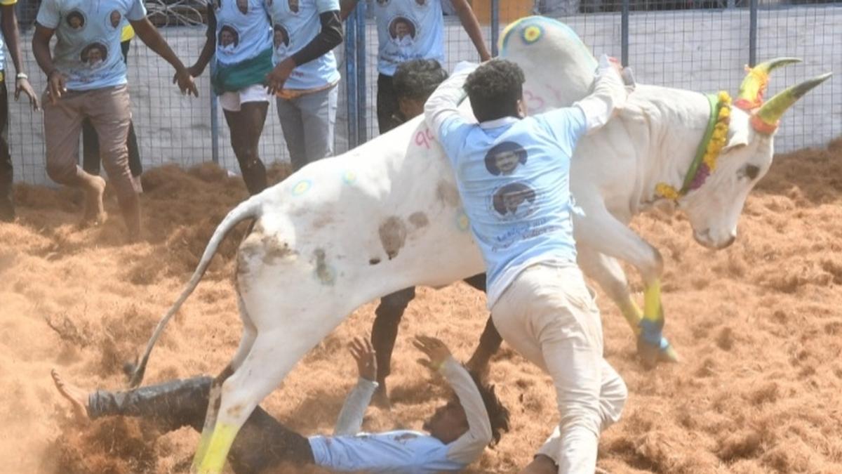 Spectator gored to death in Siravayal manjuvirattu