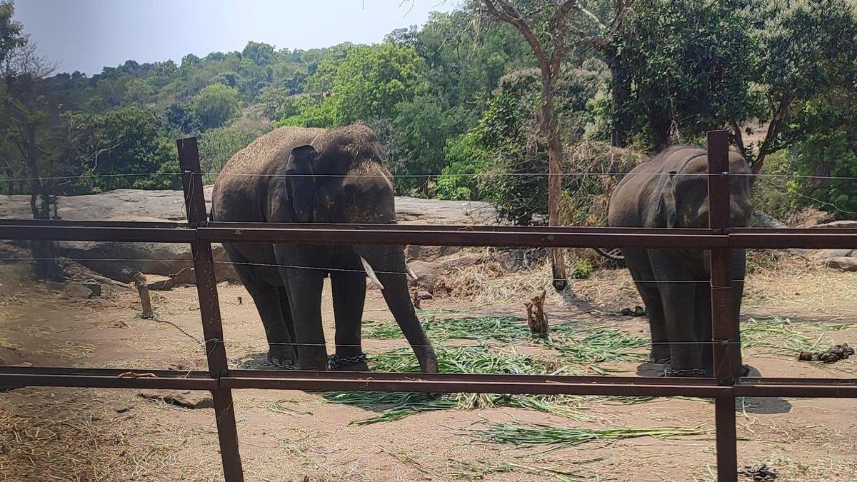 Wildlife NGO alleges cruelty to elephants in BBP; officials refute charges