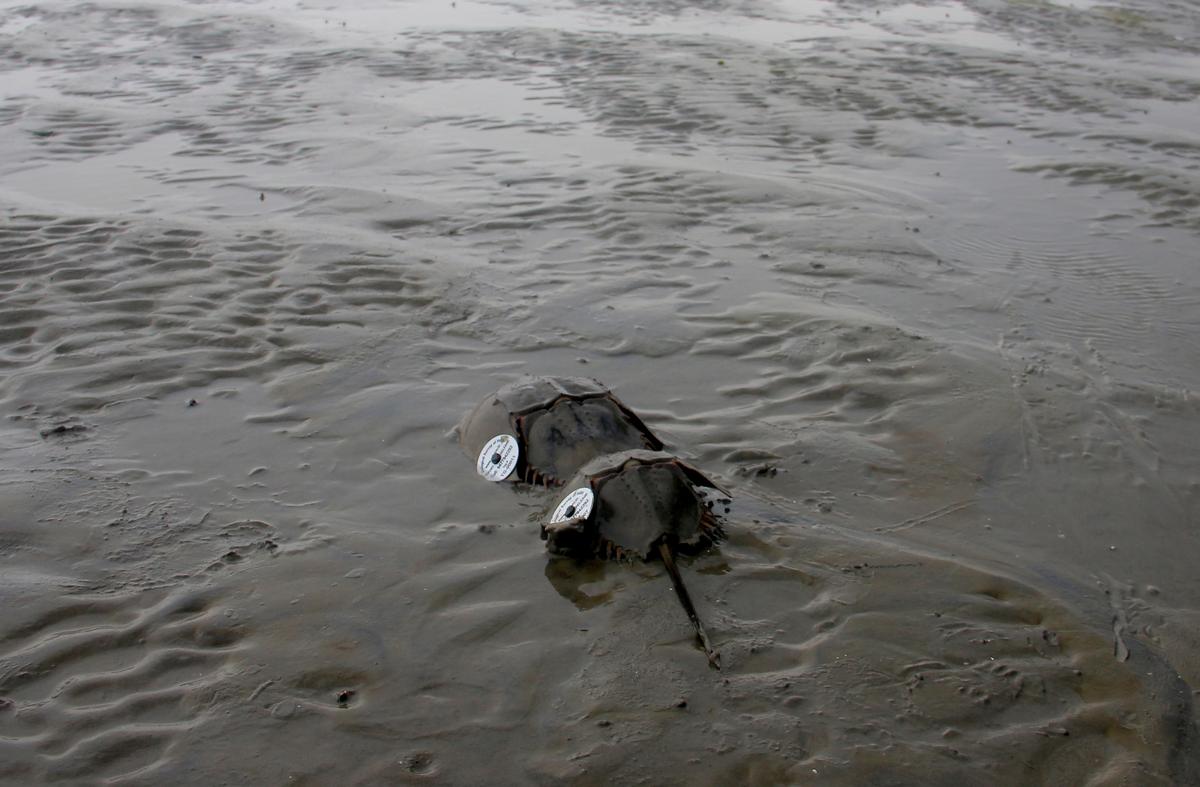 A pair of horseshoe crabs on a beach in Odisha.