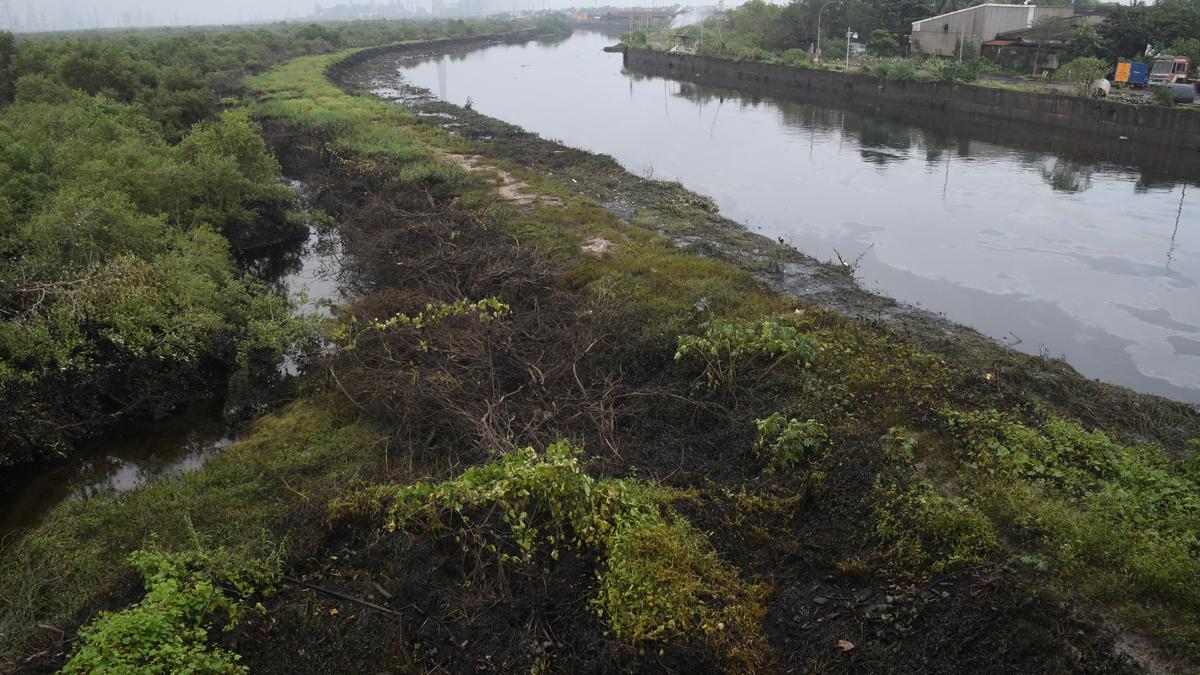 60 hectares of mangroves in Ennore Creek affected due to oil spill, Forest Department tells NGT