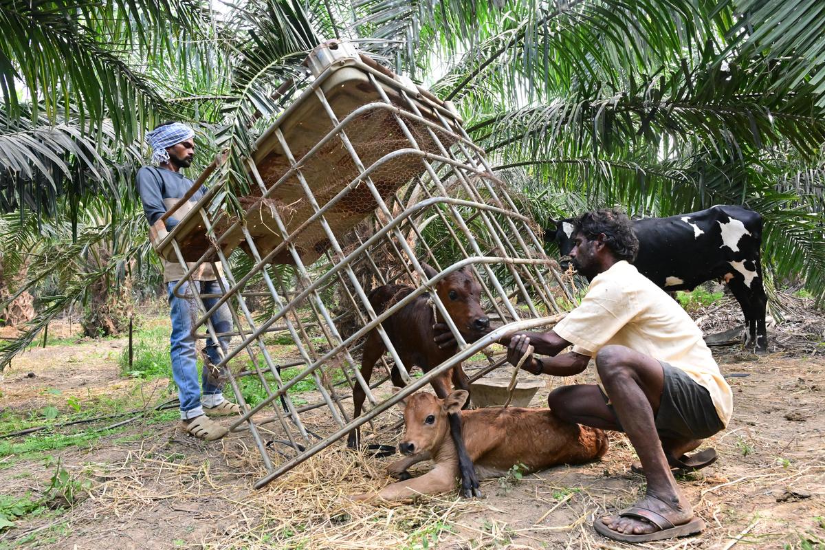 Tiger tale: Life in the territory of fear in Andhra Pradesh - The Hindu