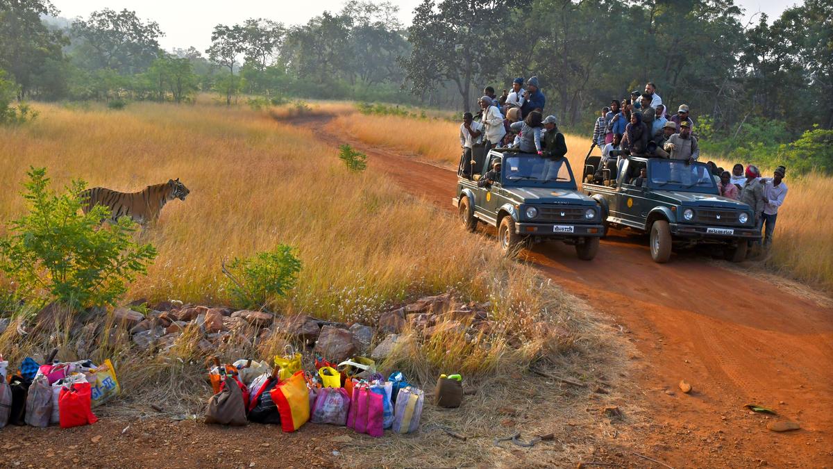 Injured tiger 'Chhota Matka' rescued from Tadoba reserve