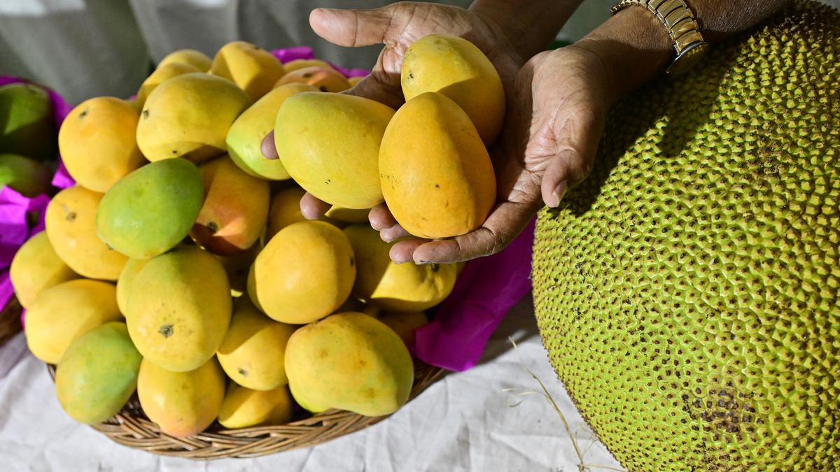 Triphal Diversity Show 2024: IIHR exhibition to showcase 500 varieties of mango, banana, and jackfruit