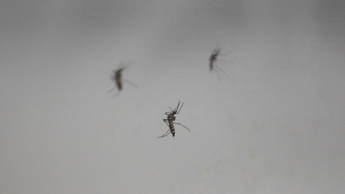 Ahead of monsoon, ICMR confirms infection geography of dengue has grown from eight States in 2001 to across the country