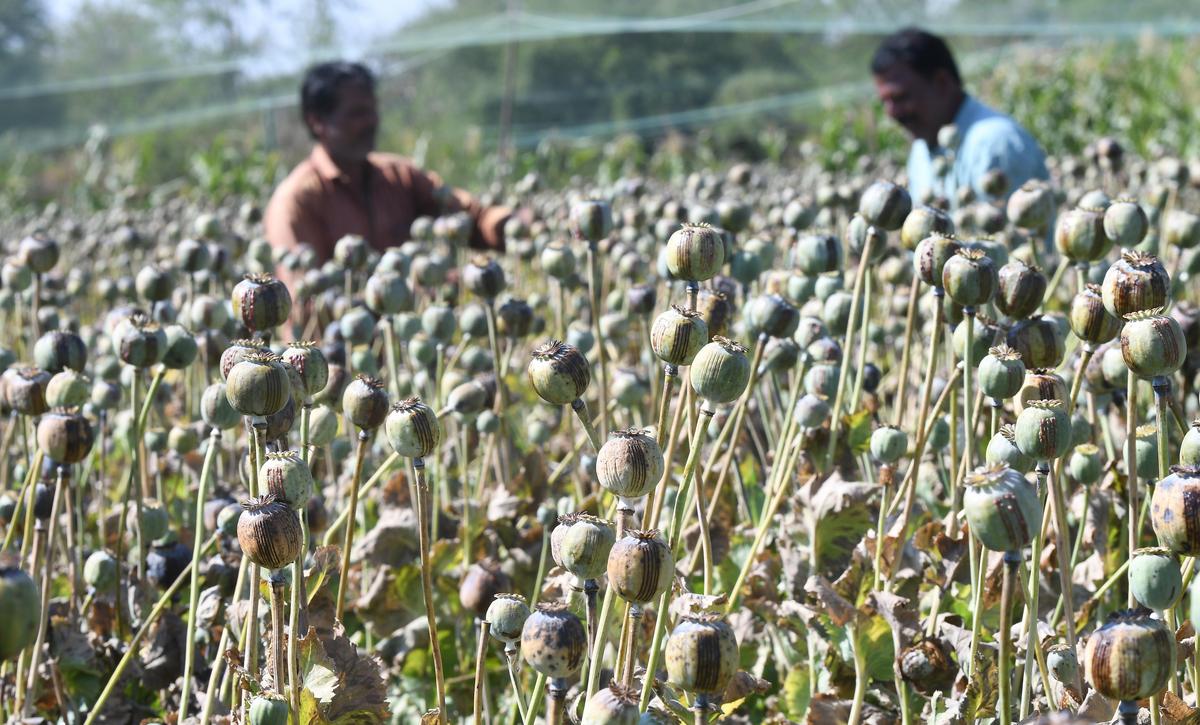 Farm labourers working in an opium field in in Bahi village of Mandsaur, M.P., where lancing of poppy seeds is under way. 