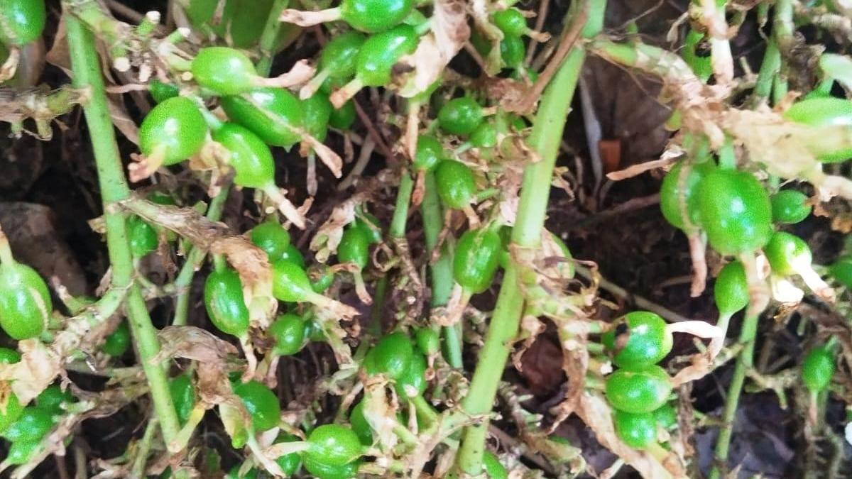 Cardamom harvest hit by unusual cold spell in Idukki