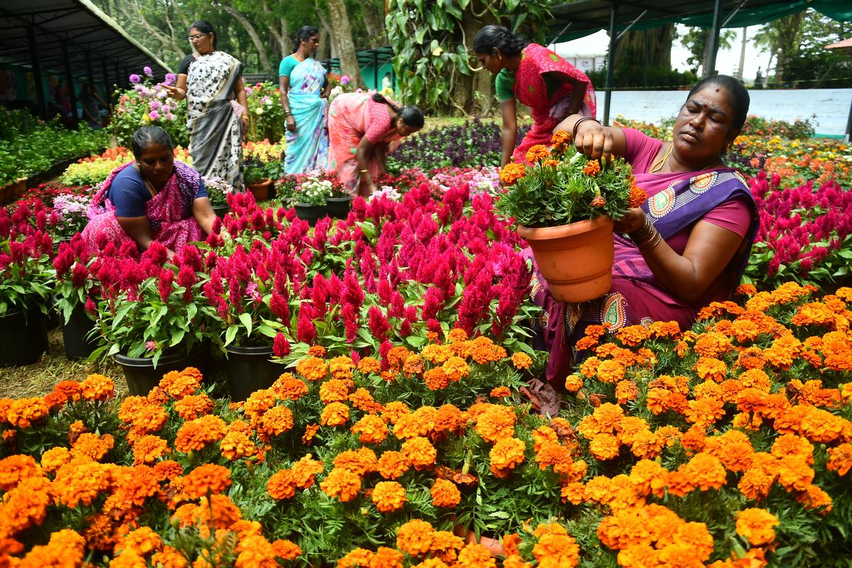 Yercaud all set to host 46th summer festival, flower show The Hindu