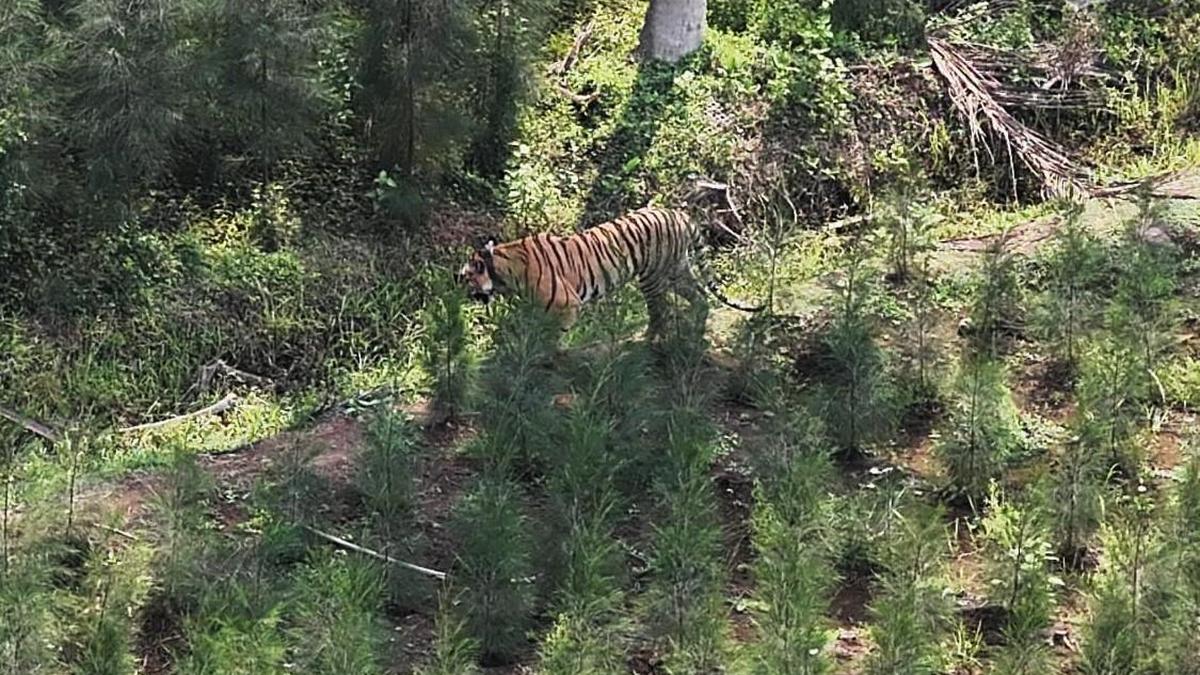 Tiger ‘Explorer’ walks back to Papikonda National Park