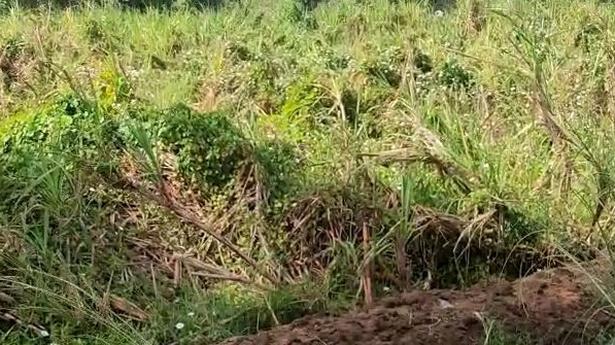 Cane growers caught off guard as crop withers in Papanasam