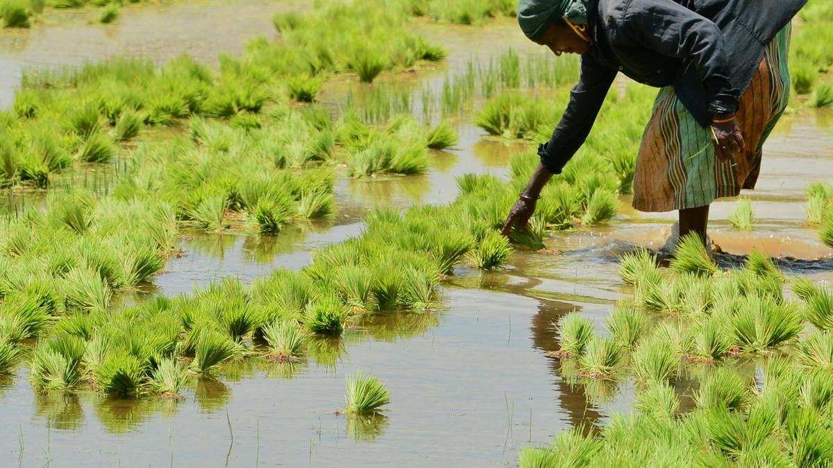 RSS farmer body Bharatiya Kisan Sangh slams Centre’s farm policies