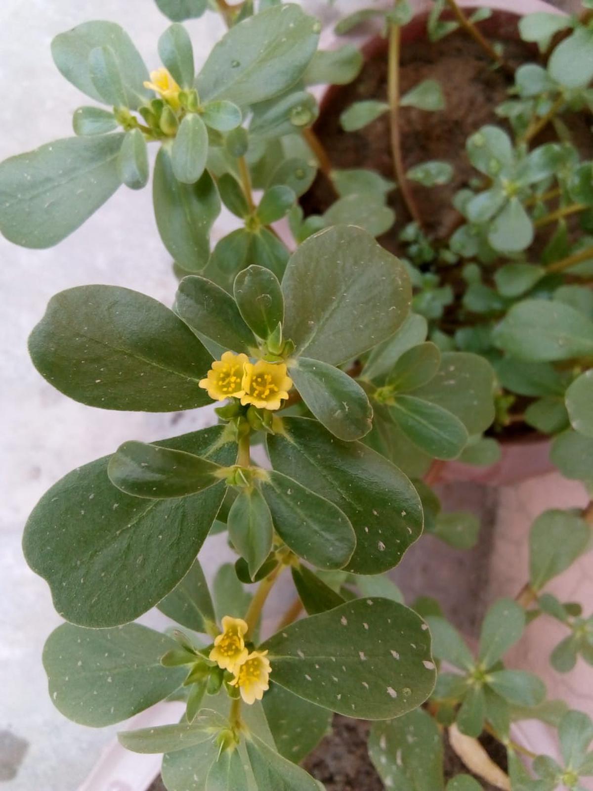 Common Purslane