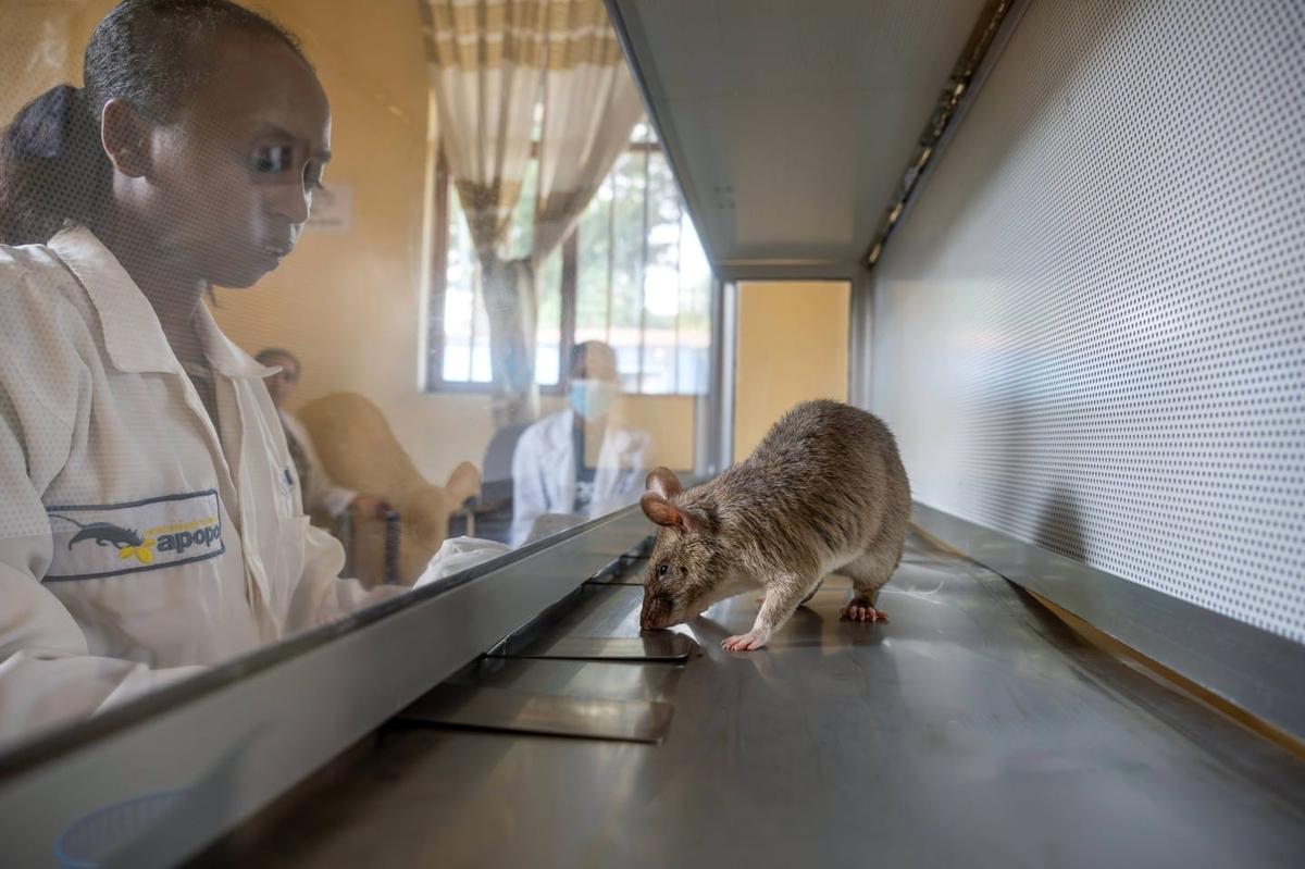 The rats, bred and nurtured in a facility, undergo a rigorous training process, beginning at just two to three months old, lasting up to nine months