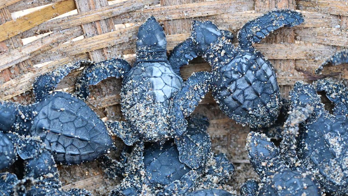 Mobile app developed by MSSRF to help fishers, protect Olive Ridleys, wins IUCN conservation award