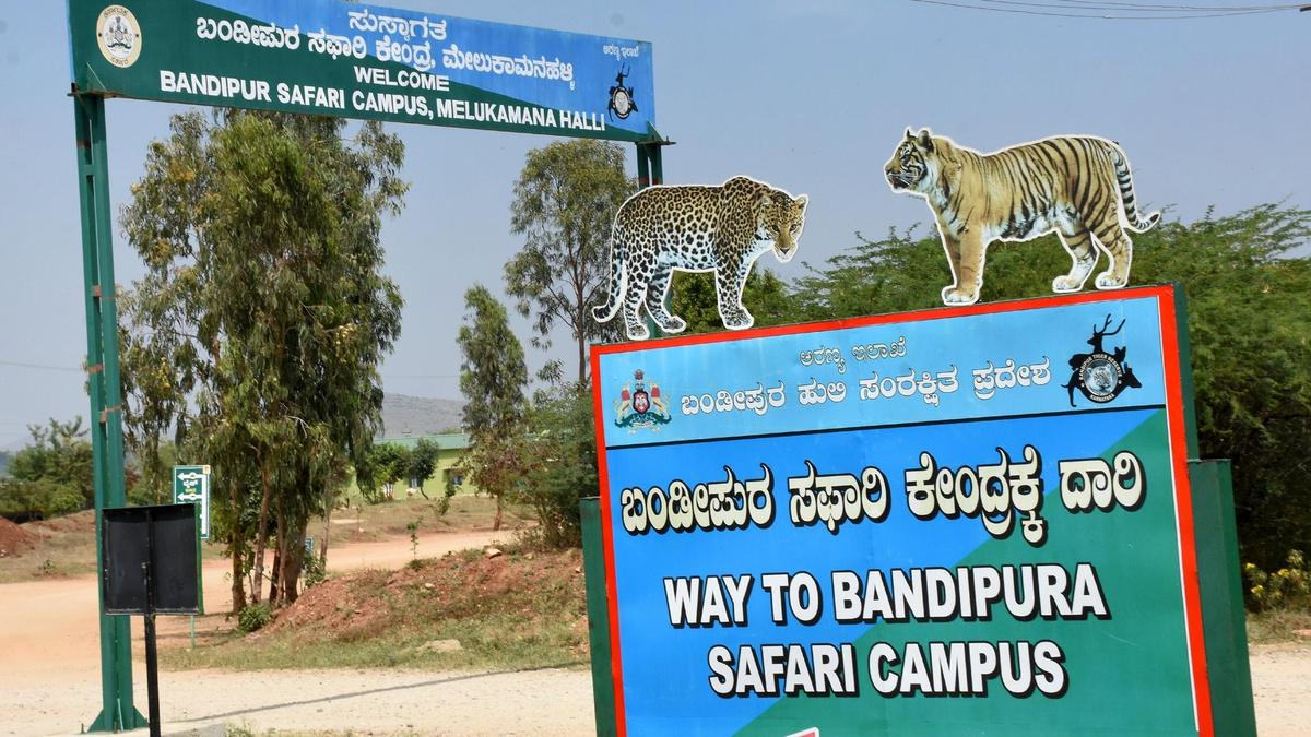 Safari trips reduced in Bandipur, Nagarahole