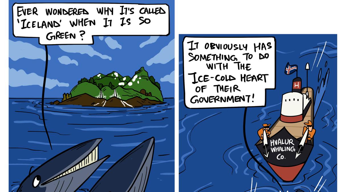 Green Humour by Rohan Chakravarty on Iceland resuming whale hunt after temporary ban