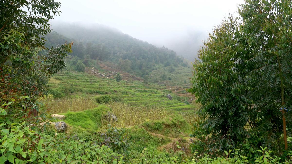 Revenue department completes boundary marking of   Neelakurinji sanctuary