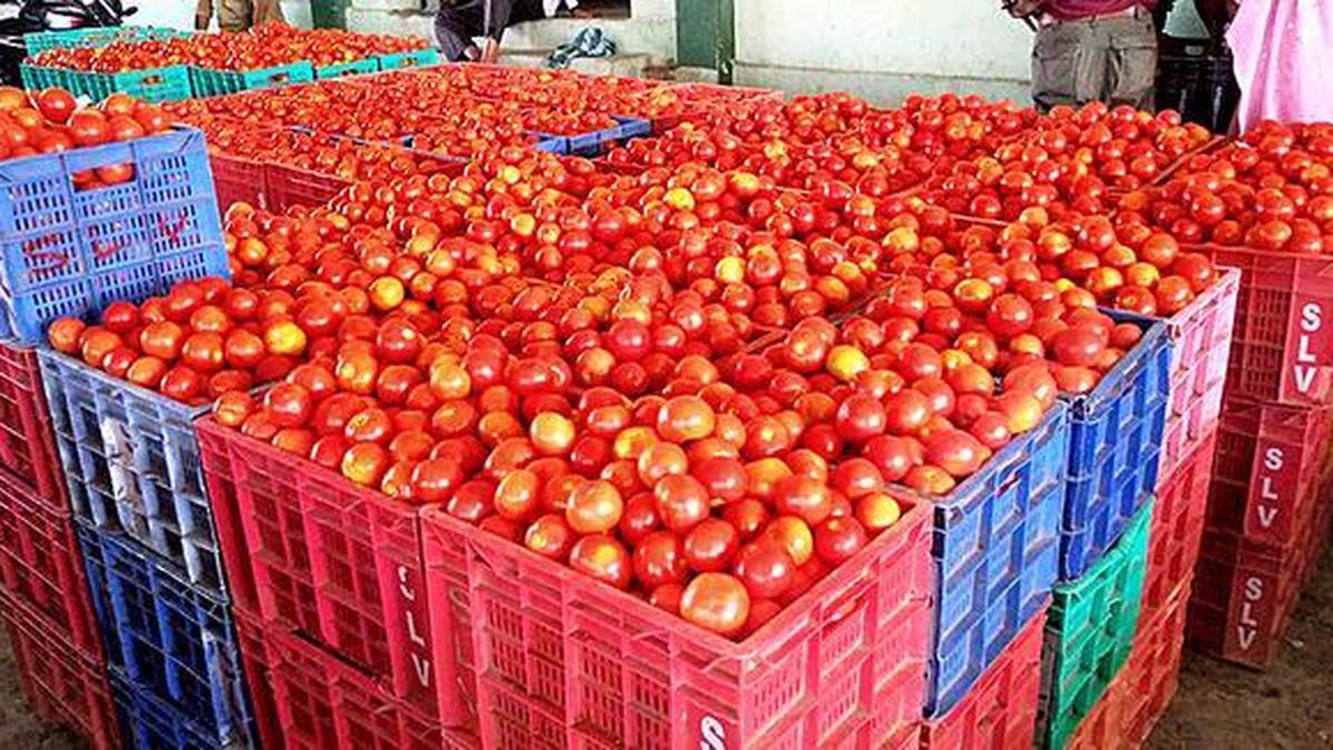 Supply shortage in north boosts tomato prices in Madanapalle