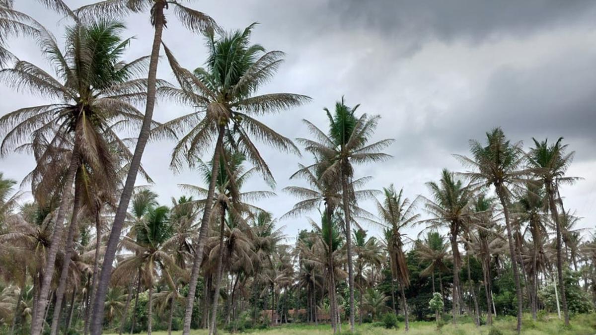 Black-headed caterpillar infestation in coconut trees: CM Siddaramaiah seeks expert panel report on control of disease