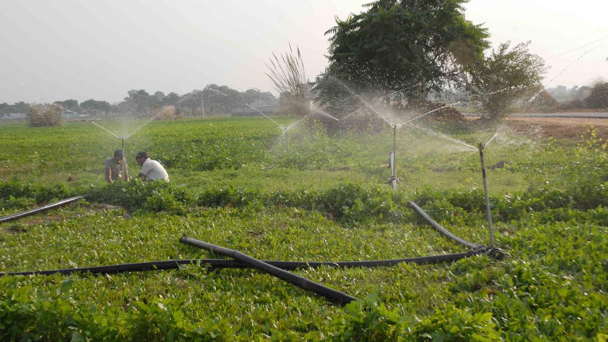 Small farms are more productive than large farms, finds study